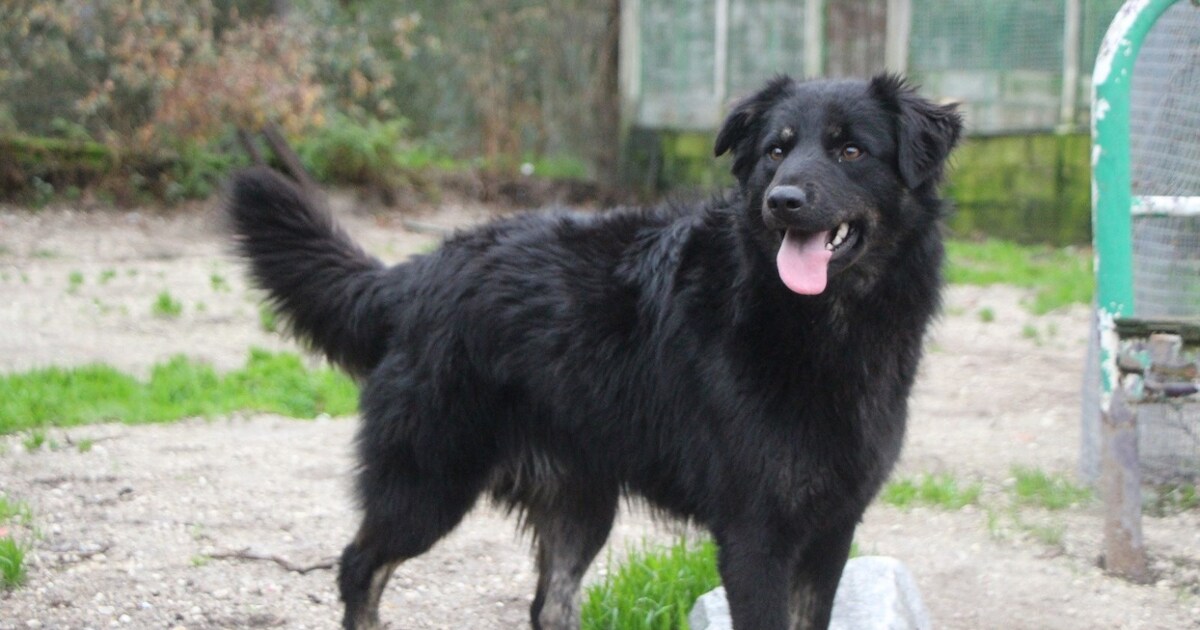 Heb jij Jopyce gezien? Dit huisdier wordt in Hollands Kroon vermist