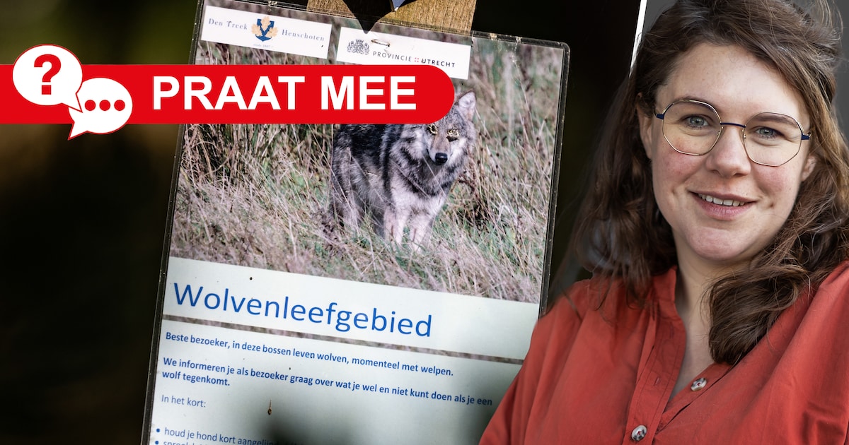 Lokale winnaars kritisch ten opzicht van de wolf: vind jij dat een belangrijk standpunt?