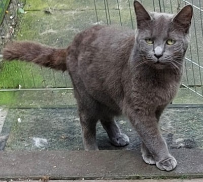 Heb jij Karel, Dorus of Muis gezien? Deze drie huisdieren worden in Oosterhout vermist
