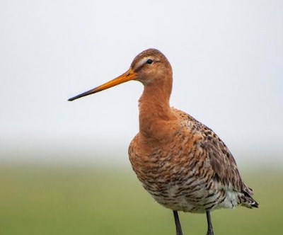 Vogels spotten tijdens excursie in het Reevediep