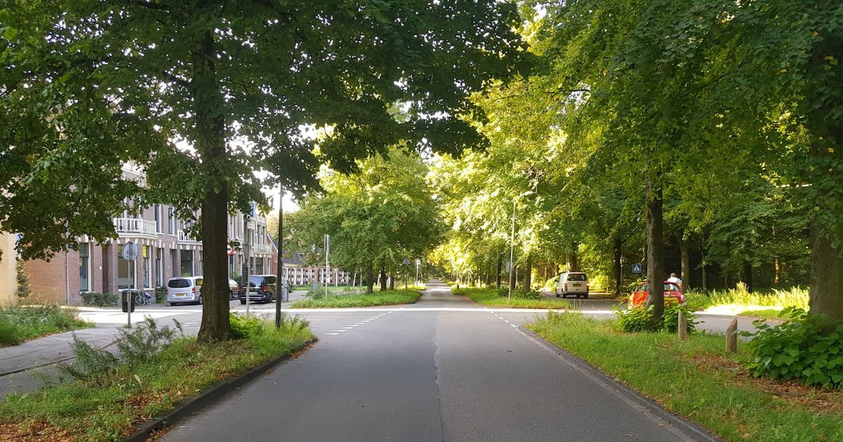Haarlem past Kleine Houtweg aan voor meer groen en veiligheid