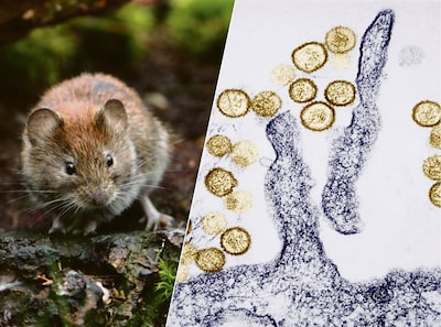 Image related to the article