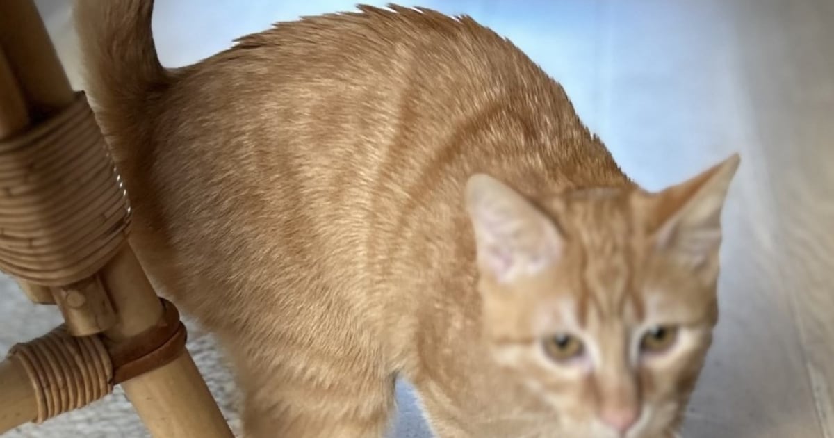 Heb jij Syb, Fila of Goji gezien? Deze drie huisdieren worden in Hilversum vermist
