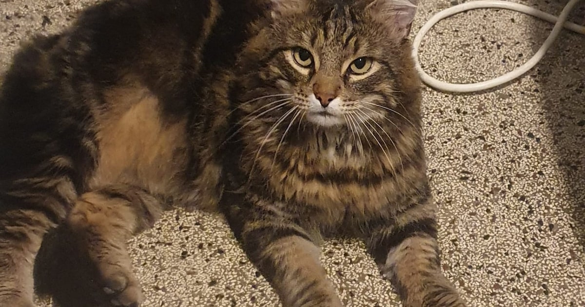 Heb jij Boboo gezien? Dit huisdier wordt in Enkhuizen vermist