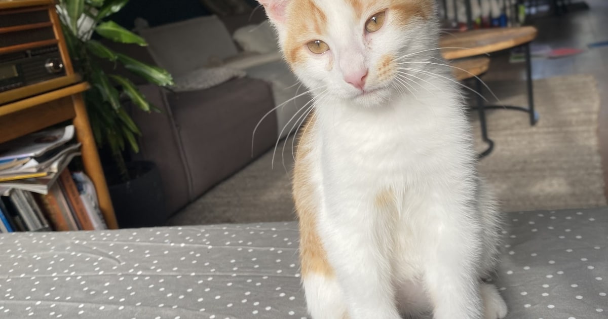Heb jij Fistik, Boncuk of Chico gezien? Deze zes huisdieren worden in Amersfoort vermist