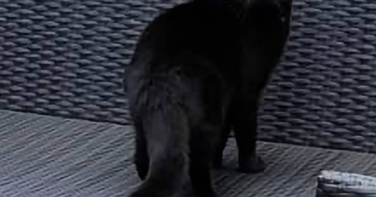 Heb jij Salsa gezien? Dit huisdier wordt in Haarlem vermist