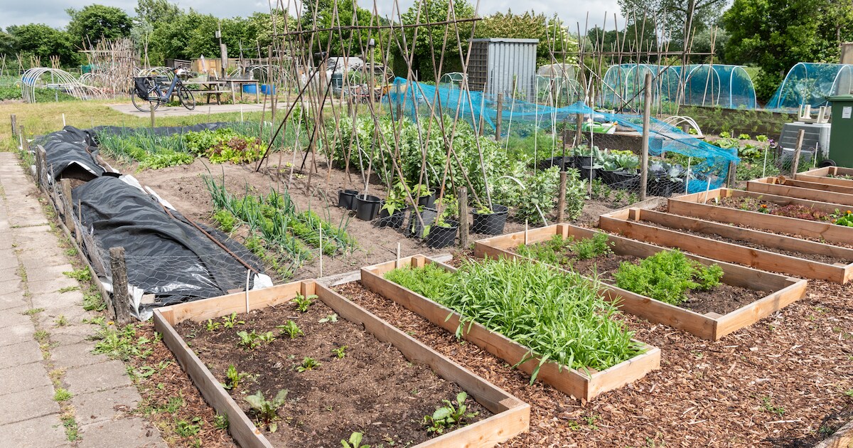 Volkstuinders Rockanje moesten weg van gemeente, maar mogen na gesprekken nu toch tot 2027 blijven