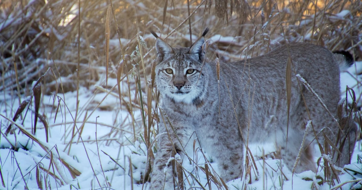 Lynxen genieten van sneeuw in Dierenpark Hoenderdaell