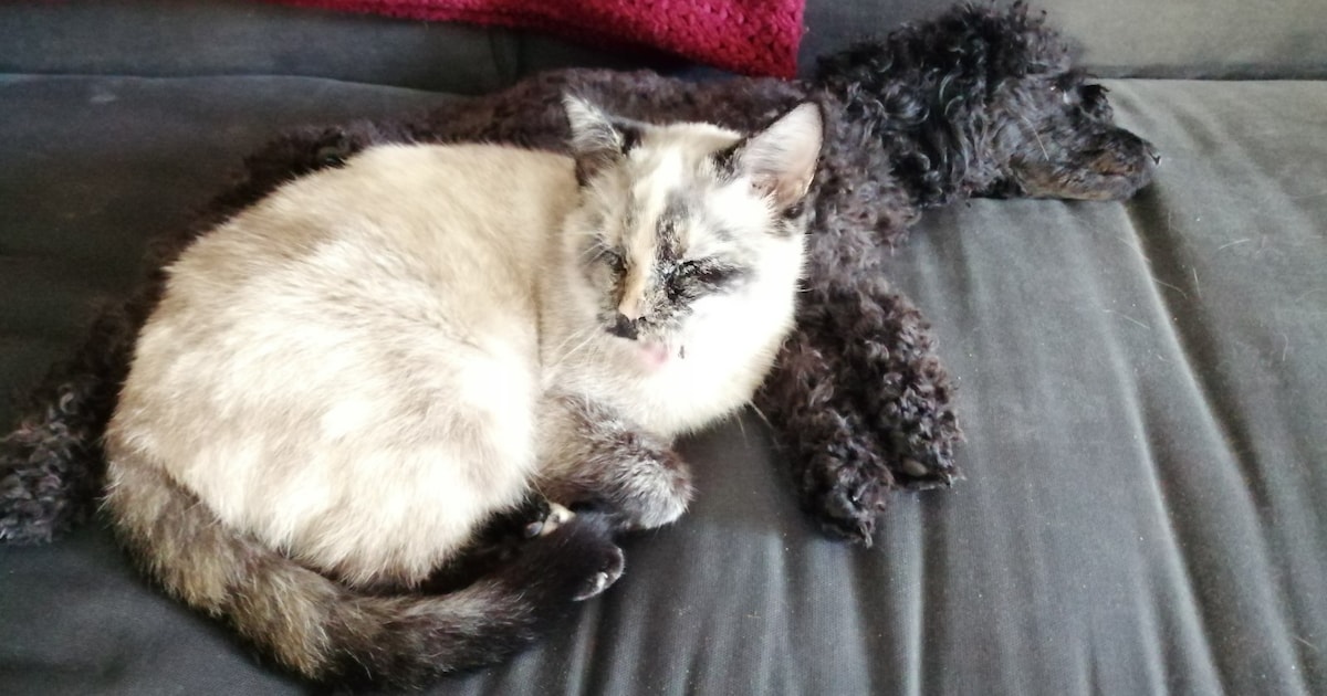 Heb jij Misty gezien? Dit huisdier wordt in Borger-Odoorn vermist