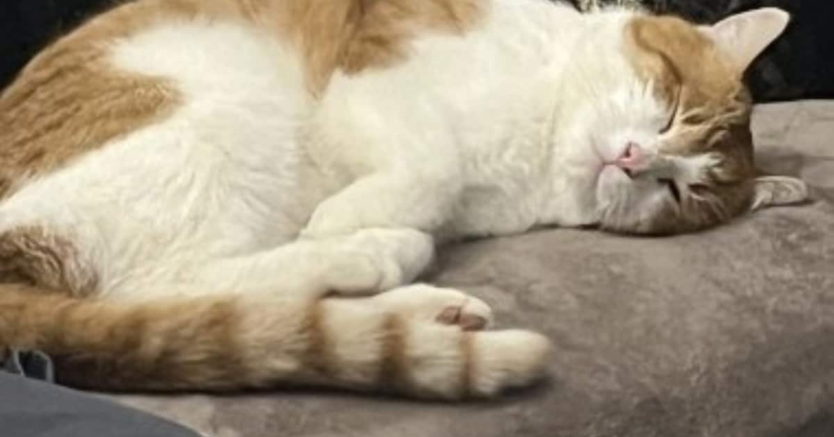 Heb jij Doeman of Puck gezien? Deze twee huisdieren worden in Brunssum vermist