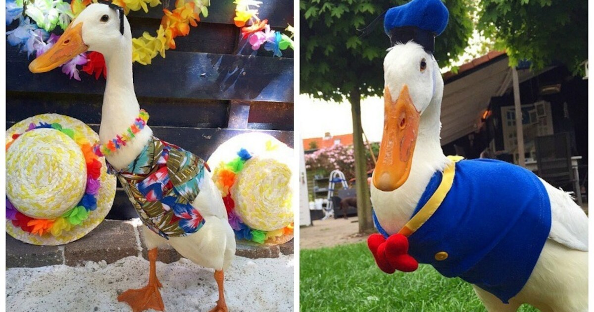 Guus de eend is op Instagram een volleerd fotomodel