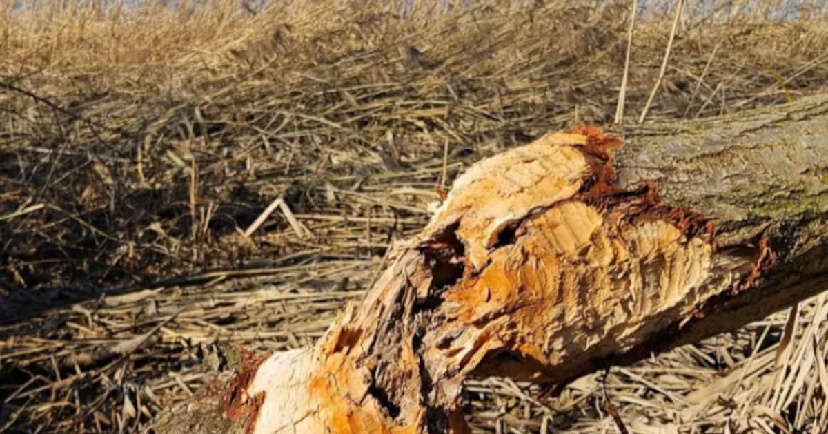 Natuurlezing in Dordrecht over diersporen