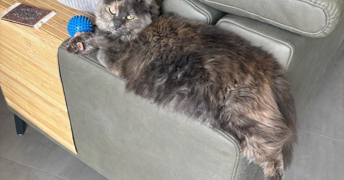 Heb jij Luna gezien? Dit huisdier wordt in Maassluis vermist