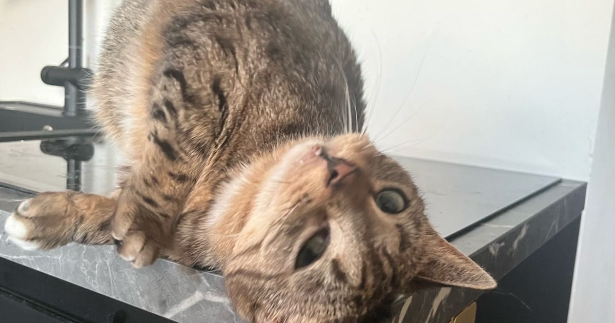 Heb jij Loki of Bird gezien? Deze twee huisdieren worden in Gorinchem vermist