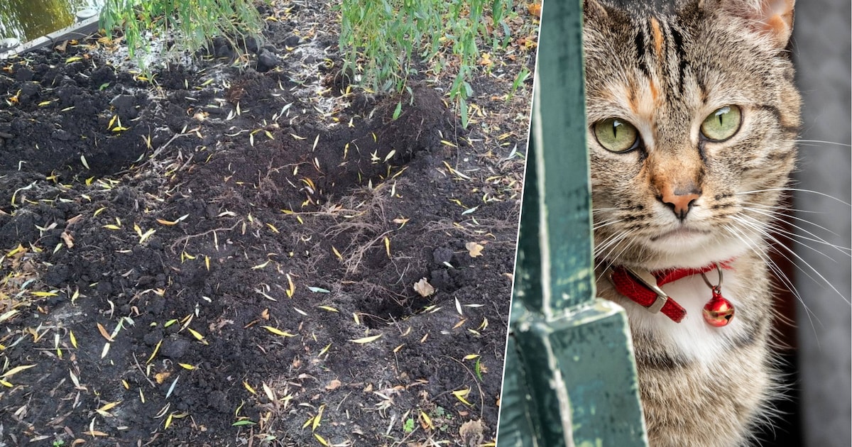 Twintig katten in beslag genomen bij rijtjeshuis, politie graaft ‘vermoedelijk’ kattenlijkjes op