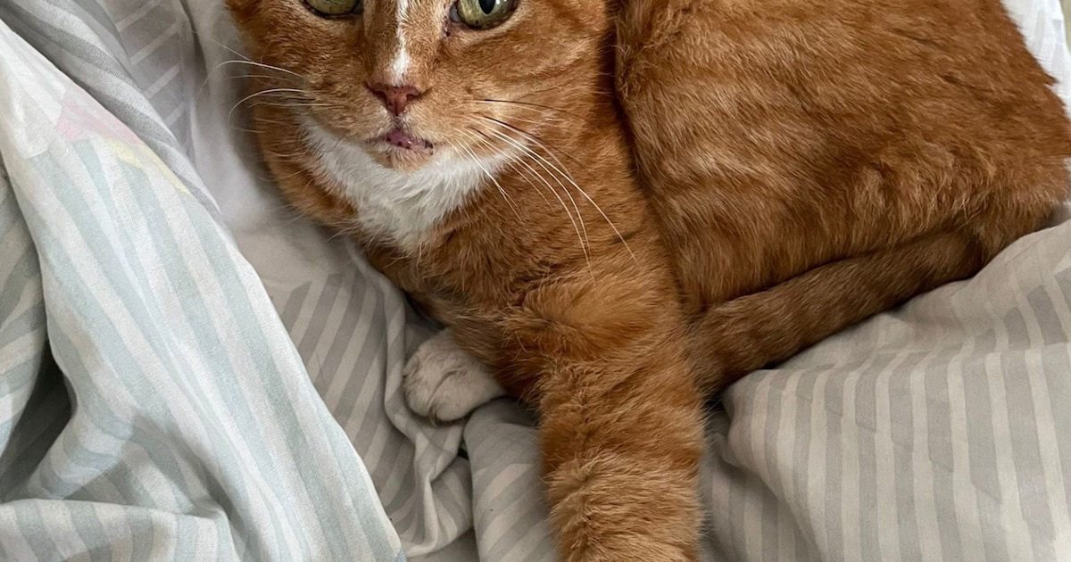 Heb jij Tygr gezien? Dit huisdier wordt in Cranendonck vermist