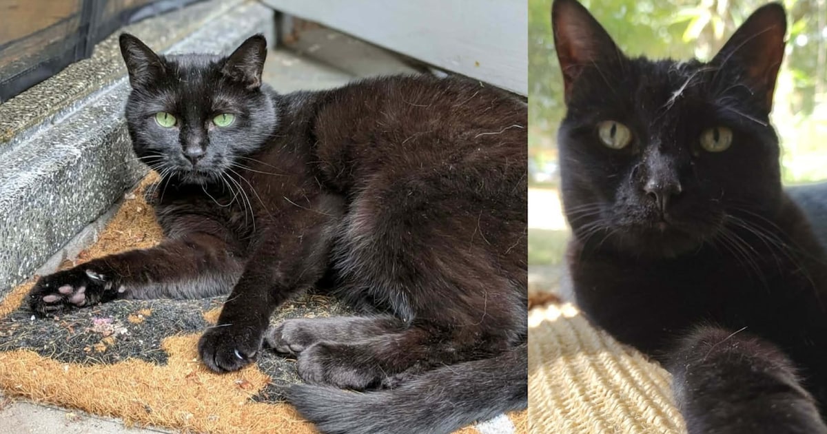 Heb jij Momo, Dasje of Oekoe gezien? Deze vijf huisdieren worden in Zeist vermist