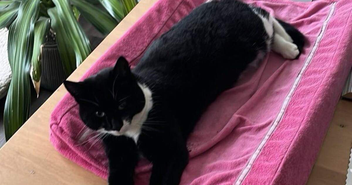 Heb jij Nori gezien? Dit huisdier wordt in Purmerend vermist