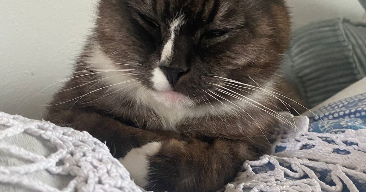 Heb jij Dirkje of Muis gezien? Deze twee huisdieren worden in Heerlen vermist