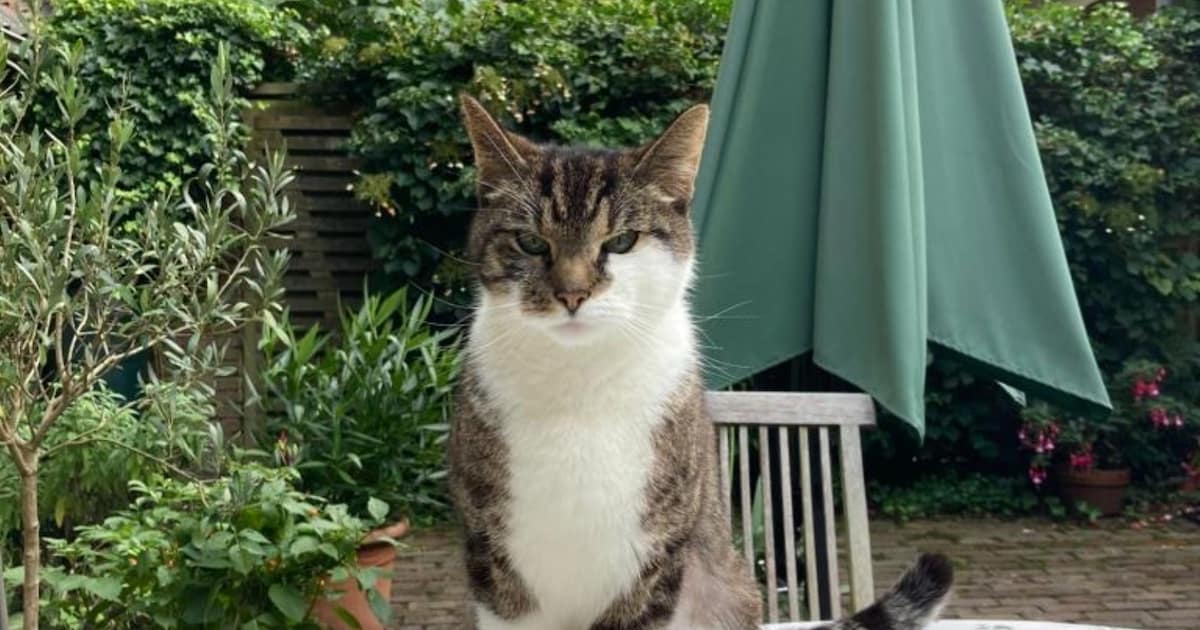 Heb jij Rafa, Tommie of Coco gezien? Deze drie huisdieren worden in Soest vermist