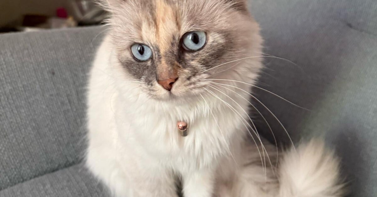 Heb jij Pippa, Strijder of Ronja gezien? Deze zeven huisdieren worden in Leiden vermist