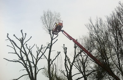 Veldhoven start binnenkort met snoeien, rooien en herplanten van bomen
