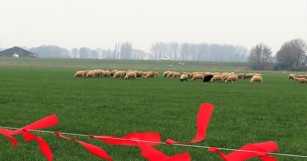 Wapperende rode lintjes tegen wolven? Lezers zijn sceptisch