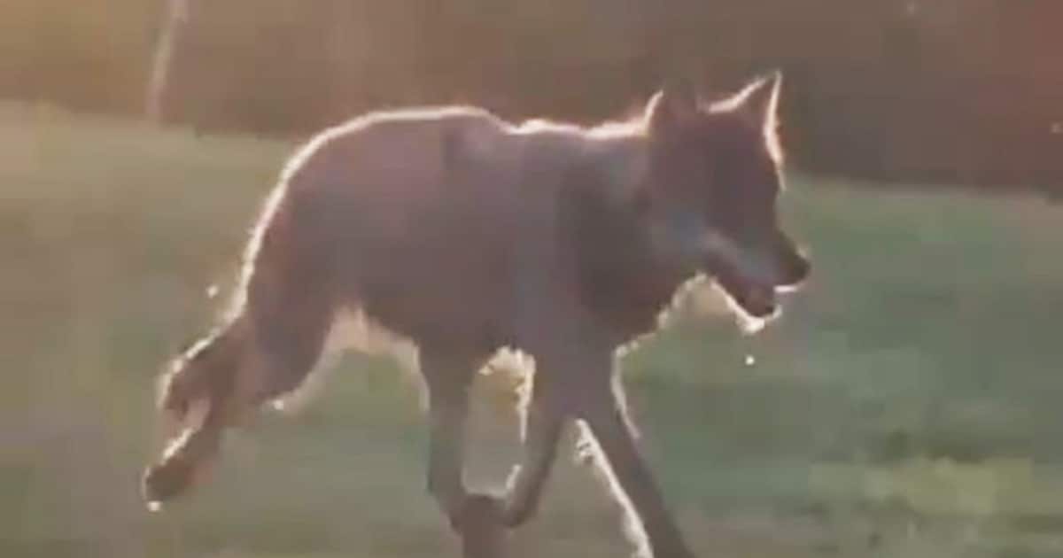 Wolf laat zich zien bij Schalkwijk en Tull en ‘t Waal; vermoedelijk twee lammetjes doodgebeten