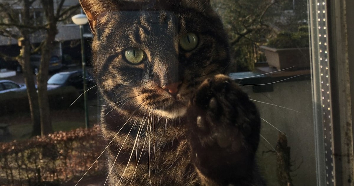 Heb jij Guus gezien? Dit huisdier wordt in Leusden vermist