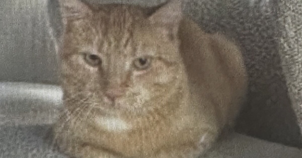 Heb jij Bonkie gezien? Dit huisdier wordt in Hattem vermist