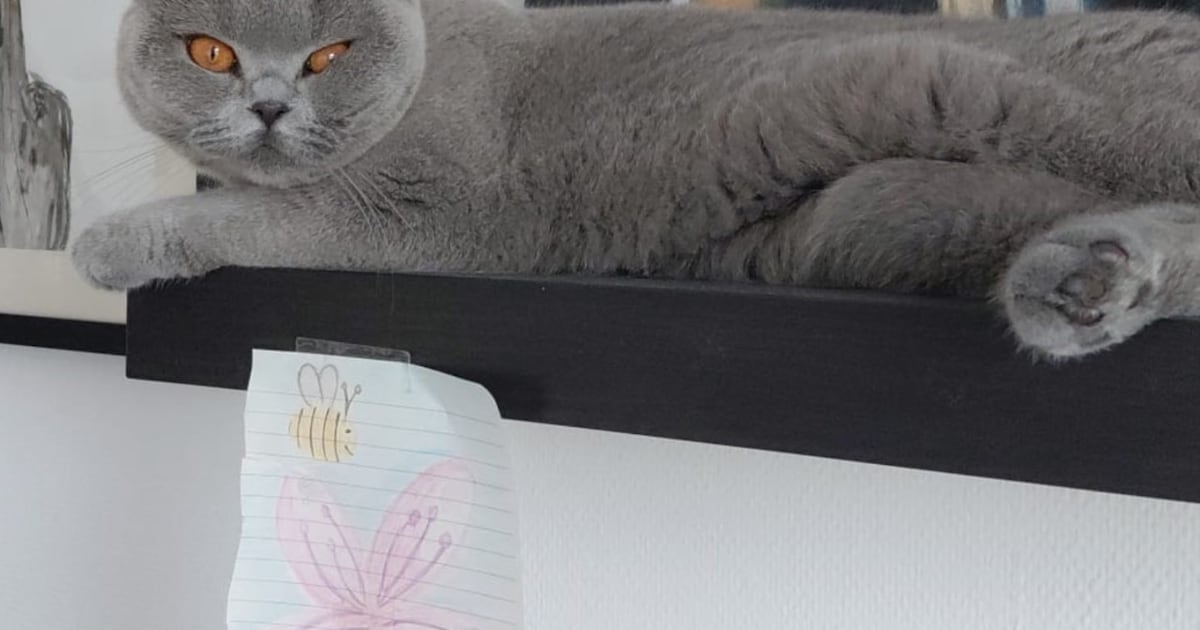 Heb jij Jopie, Kitty of Viper gezien? Deze acht huisdieren worden in Leeuwarden vermist