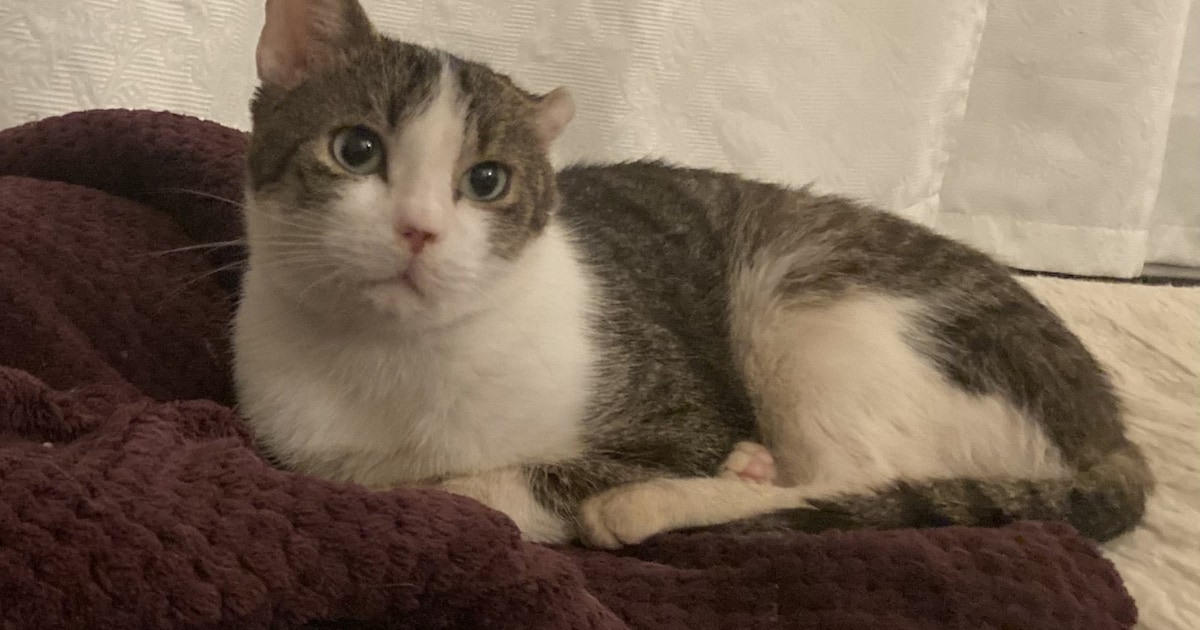 Heb jij Lio gezien? Dit huisdier wordt in Oegstgeest vermist