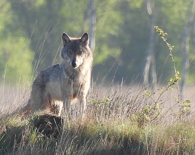 Als wolven Emma en Ben gaan paren, is er kans op een wolvenroedel in West-Brabant