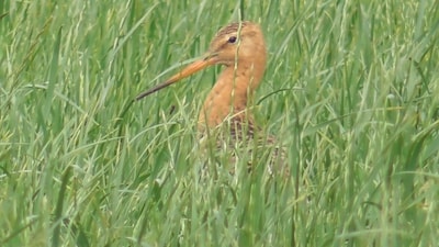 Image related to the article