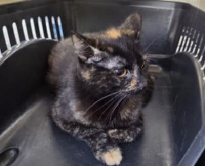 Image related to the article