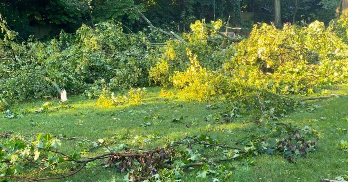 Storm zorgt voor tientallen oproepen in Limburg: bomen op wegen en brand na blikseminslag