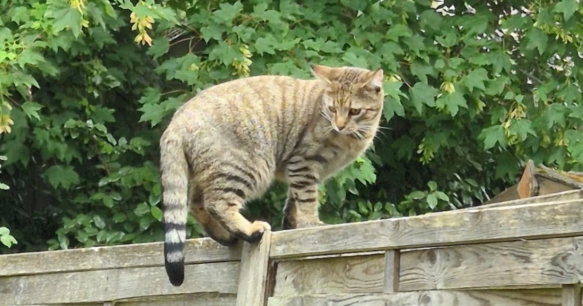 Heb jij Smokey gezien? Dit huisdier wordt in Tytsjerksteradiel vermist
