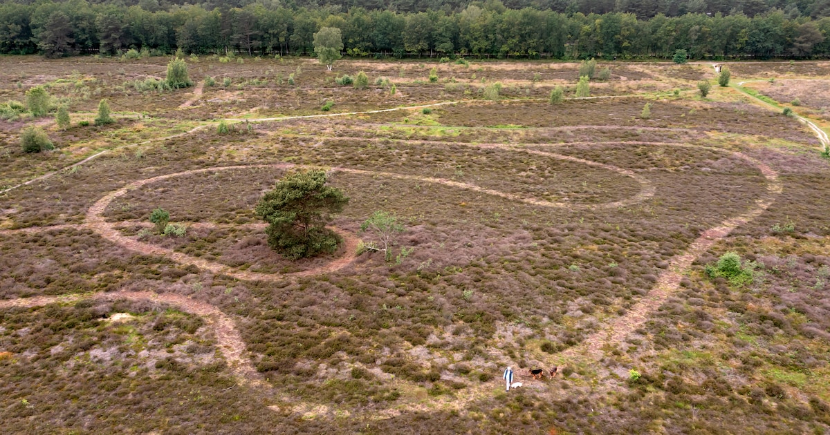 Ermelo vraagt mensen mee te helpen om heide ‘open’ te houden
