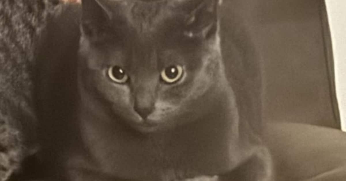 Heb jij Nala of Saint gezien? Deze twee huisdieren worden in Stichtse Vecht vermist