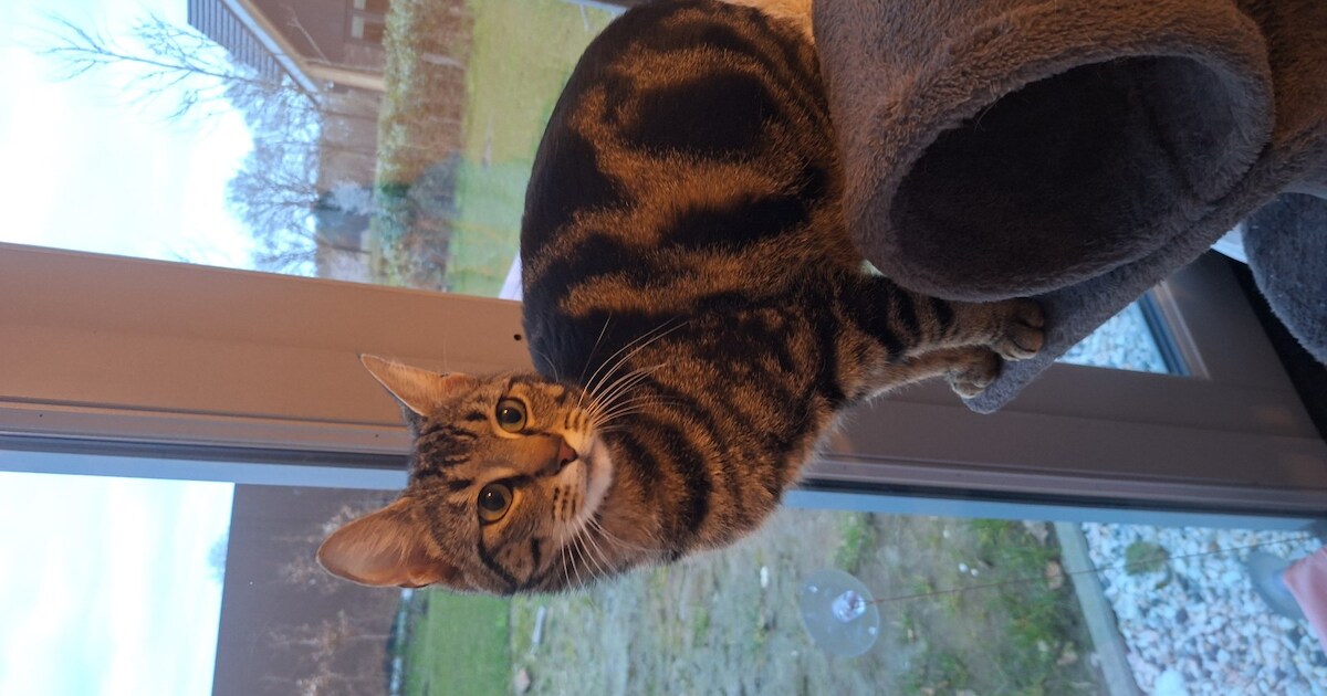 Heb jij Noortje gezien? Dit huisdier wordt in Woudenberg vermist
