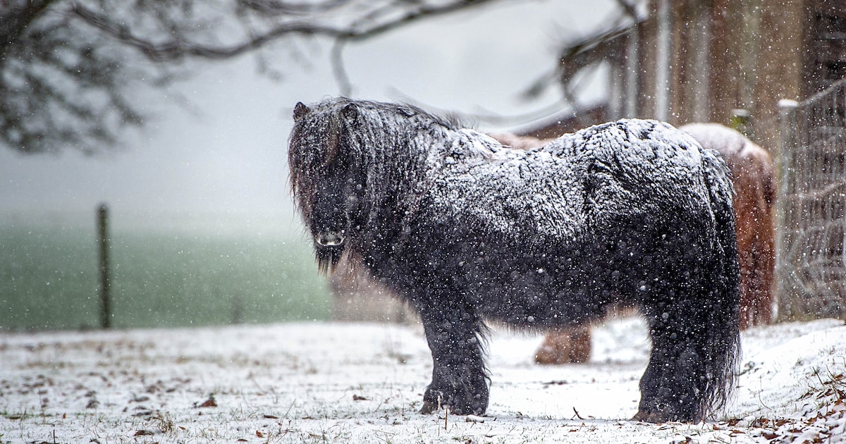 Persoon gewond geraakt bij een verkeersongeluk met... een slee en een shetlandpony?