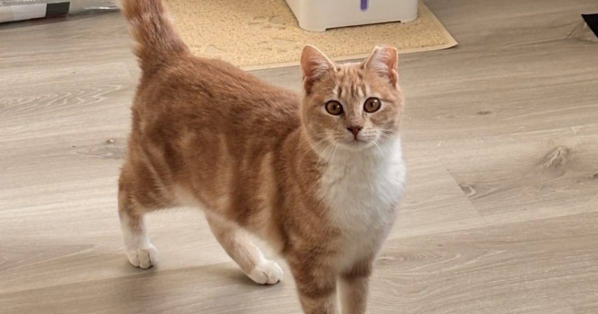 Heb jij Manu, Kuma of Tjibbe gezien? Deze drie huisdieren worden in Amersfoort vermist