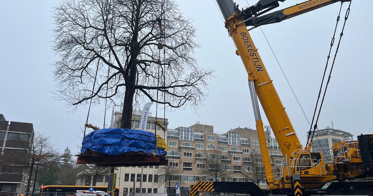 Verhuizing tachtig jaar oude kastanje bij Amersfoort Centraal vergt aandacht en liefde; nu is het ho