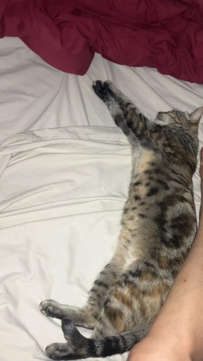 Heb jij Wiebel of Guus gezien? Deze twee huisdieren worden in Woerden vermist