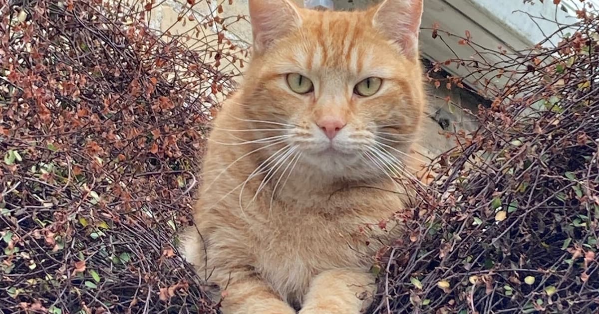 Heb jij Molly of Toto gezien? Deze twee huisdieren worden in Vlissingen vermist