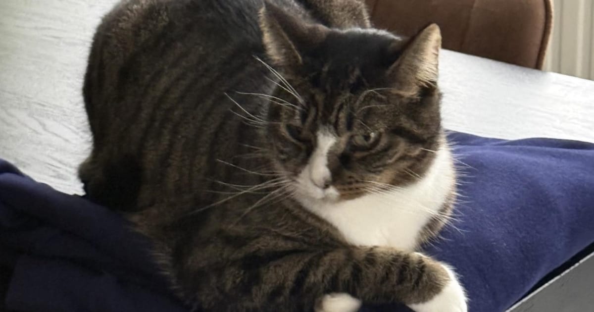 Heb jij Blitz gezien? Dit huisdier wordt in Veere vermist