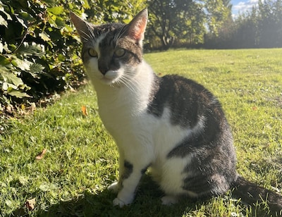 Heb jij Mowgli of Sky gezien? Deze twee huisdieren worden in Tiel vermist