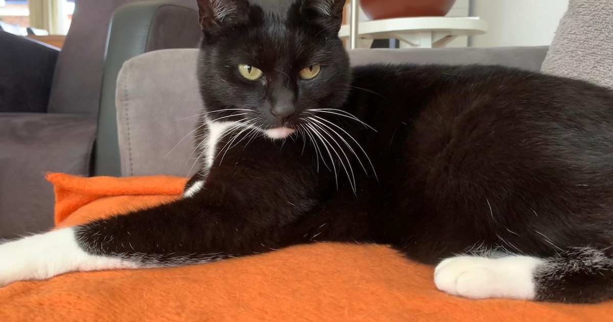 Heb jij Puck, Sammy of Glynn gezien? Deze drie huisdieren worden in Katwijk vermist