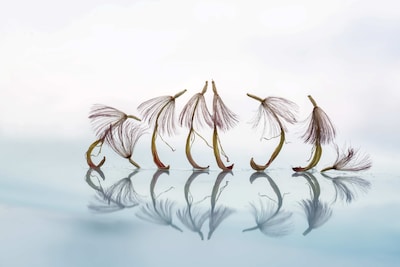 Dorothée Niesten exposeert ode aan zaden in Huis van Waalwijk