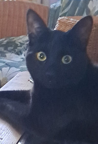 Heb jij Blake of Jaapie gezien? Deze twee huisdieren worden in Oosterhout vermist